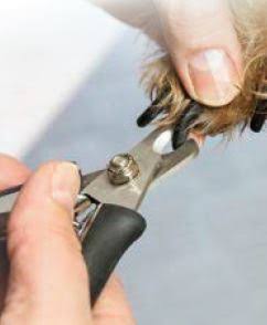 RESCO Pro Series Krallenzange klein, 13 cm - Pilt 2